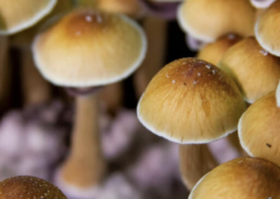 The science of magic mushrooms: Fascinating findings from 7 new studies of psilocybin